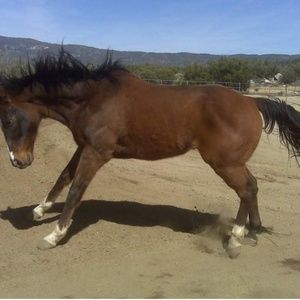 Meet your Posher, Roland